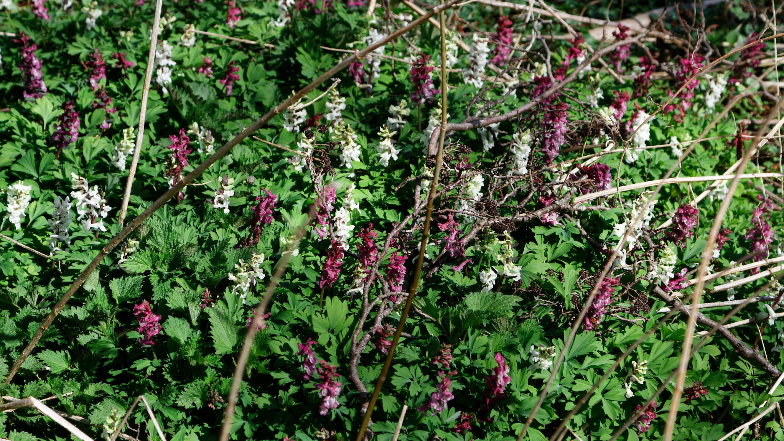 20210420 Lyngby Sø 71